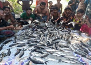 আড়াইহাজারে বিষ প্রয়োগ করে মাছ নিধন