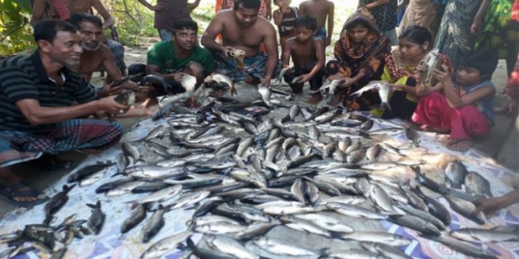 আড়াইহাজারে বিষ প্রয়োগ করে মাছ নিধন