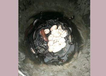 সোনারগাঁয়ে মা সহ ৪৮টি গোখড়া সাপ উদ্ধার