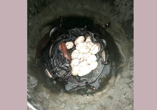 সোনারগাঁয়ে মা সহ ৪৮টি গোখড়া সাপ উদ্ধার