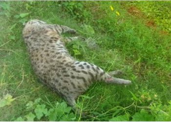 রুপগঞ্জে বাঘ উদ্ধার