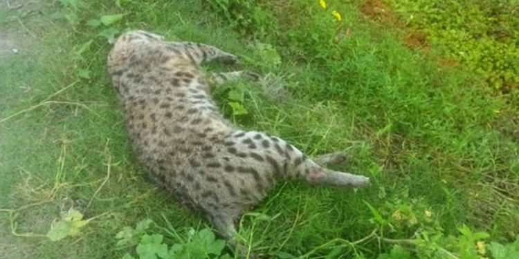 রুপগঞ্জে বাঘ উদ্ধার