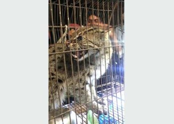 রুপগঞ্জে মেছো বাঘ উদ্ধার॥জনমনে আতংক