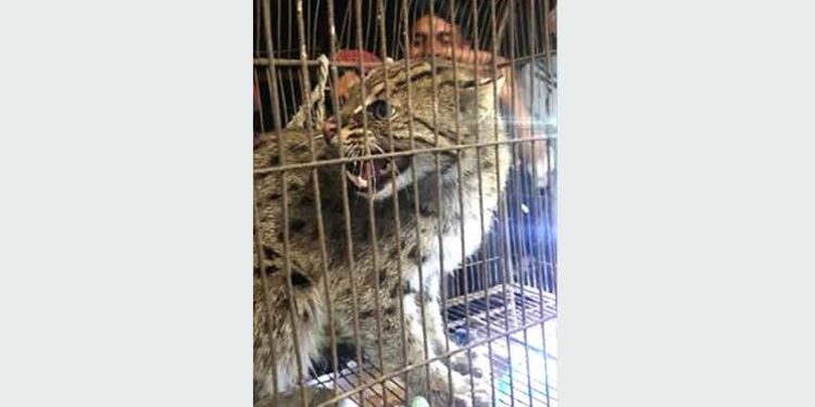 রুপগঞ্জে মেছো বাঘ উদ্ধার॥জনমনে আতংক