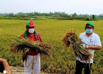 কৃষকের ধান কেটে দিলো সেচ্ছাসেবকলীগের সভাপতি নির্মল ও সেক্রেটারী বাবু