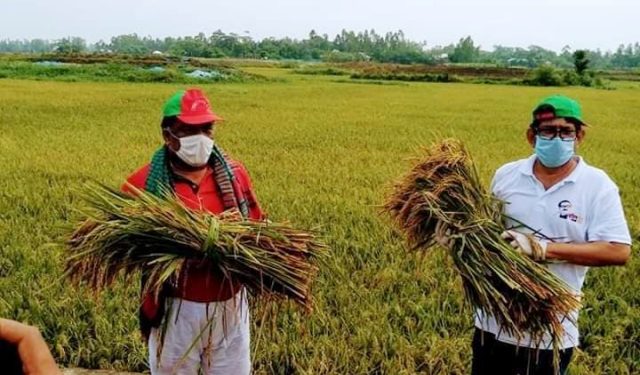 কৃষকের ধান কেটে দিলো সেচ্ছাসেবকলীগের সভাপতি নির্মল ও সেক্রেটারী বাবু
