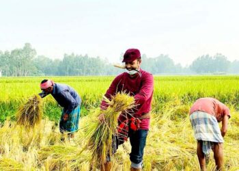 কৃষকলীগ নেতার ধান কাটলেন যুবলীগ নেতা আহমেদ সৈকত