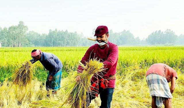 কৃষকলীগ নেতার ধান কাটলেন যুবলীগ নেতা আহমেদ সৈকত