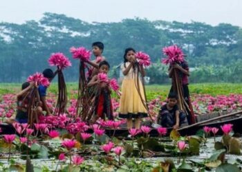 খাল, বিল, হাওড়-বাঁওড় ও জলাশয়ের মতোই বিলুপ্তির পথে জাতীয় ফুল শাপলা