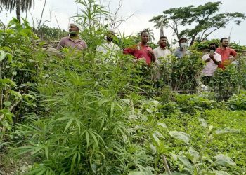 সিদ্ধিরগঞ্জে আবারও গাঁজা গাছ উদ্ধার