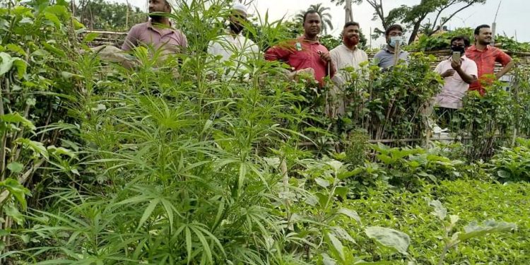 সিদ্ধিরগঞ্জে আবারও গাঁজা গাছ উদ্ধার