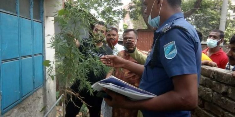 সিদ্ধিরগঞ্জে গাঁজা গাছ উদ্ধার