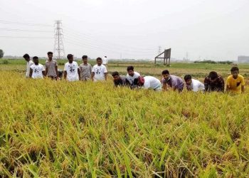 রুপগ‌ঞ্জে কৃষকের জ‌মির ধান কে‌টে দি‌লো ছাত্রদল