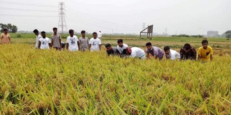 রুপগ‌ঞ্জে কৃষকের জ‌মির ধান কে‌টে দি‌লো ছাত্রদল