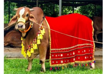 ঈদে ক্রেতাদের চাহিদা মিটাতে প্রস্তুত আরকে এগ্রো ফার্ম লিমিটেডের গরুর খামার