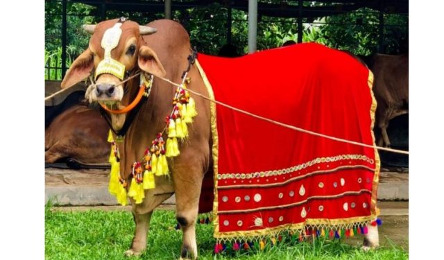 ঈদে ক্রেতাদের চাহিদা মিটাতে প্রস্তুত আরকে এগ্রো ফার্ম লিমিটেডের গরুর খামার