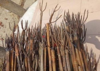 ফতুল্লায় সামেদ আলী ও মোতালিব বাহিনীর মধ্যে আবারো টেটাযুদ্ধ!