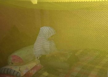 বন্দরে মশার উপদ্রবে অতিষ্ঠ এলাকাবাসী