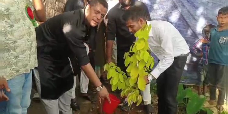রূপগঞ্জে বৃক্ষ রোপণ কর্মসূচি করলেন সেলিম প্রধান