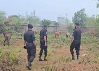 রূপগঞ্জে ঘোড়ার মাংস গরুর মাংস বলে বিক্রি,  ১২টি ঘোড়া উদ্ধার 