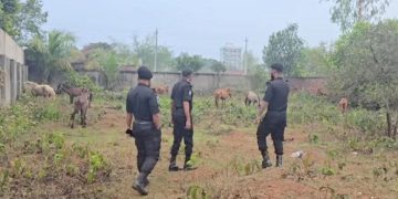 রূপগঞ্জে ঘোড়ার মাংস গরুর মাংস বলে বিক্রি, ১২টি ঘোড়া উদ্ধার