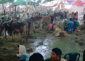 নারায়ণগঞ্জে টানা বৃষ্টিতে শেষ দিনে কমেছে কোরবানির পশুর হাটে গরুর দাম