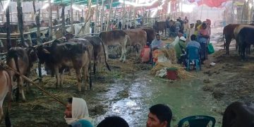 নারায়ণগঞ্জে টানা বৃষ্টিতে শেষ দিনে কমেছে কোরবানির পশুর হাটে গরুর দাম