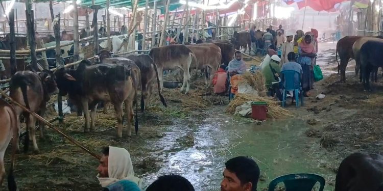নারায়ণগঞ্জে টানা বৃষ্টিতে শেষ দিনে কমেছে কোরবানির পশুর হাটে গরুর দাম
