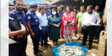 ভ্রাম্যমান আদালতের অভিযানে মা ইলিশ ও পিরানহা মাছ জব্দ